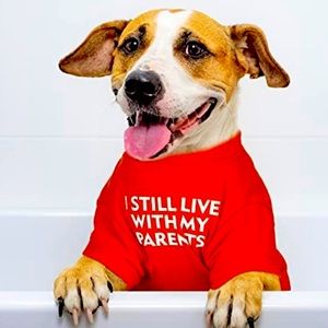 ☀️ Dog shirt 🐾🐕